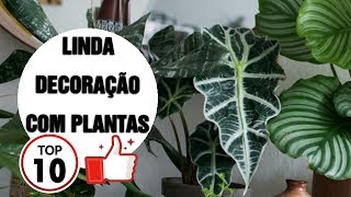 10 PLANTAS PERFEITAS para seu APARTAMENTO  decoração e paisagismo [upl. by Victory]