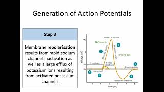 AH Biology 14d Part 1  Nerve Impulse Transmission  Generation of a Nerve Impulse [upl. by Airemahs]