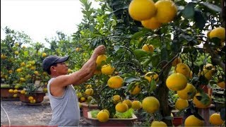 How to Harvest Pomelo  Pomelo Harvesting amp Agriculture amp Processing Technology [upl. by Nylrebma]