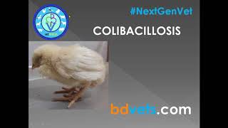 Colibacillosis in Poultry  Field Clinical Case Study [upl. by Yardna264]