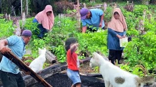 ADA TAMU TAK DI UNDANG DATANG KAT KEBUN [upl. by Layman755]