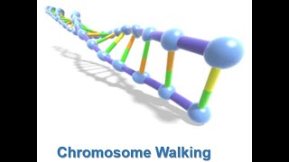 Genomic DNA Library Chromosome Walking and Chromosome Jumping [upl. by Bloxberg815]