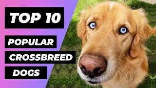 TOP 10 Most Popular CROSSBREED Dogs In The World  1 Minute Animals [upl. by Mcclure]