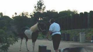 Clicker Training Your Horse to the Mounting Block [upl. by Yuzik]