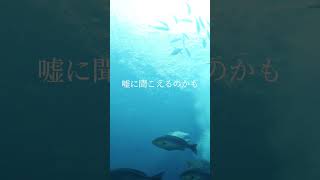 オリジナル曲『本当だよ』 6月28日0000にリリース決定！！！ 歌詞動画 ナツノセ [upl. by Rachele]