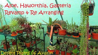 Aloe Haworthia Gasteria Collection Revamp Pruning amp Re Arranging Plant Shelves succulents [upl. by Eceinart]