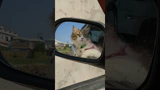 Ahra enjoy long drive with me🫶🏻😍 petlovers catcute dailyshorts catlover cat youtubeshorts fyp [upl. by Isabel]