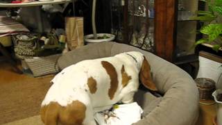 HAL basset hound  his bed making [upl. by Bamby234]