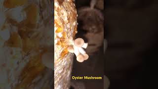 Oyster Mushroom growing [upl. by Valtin344]