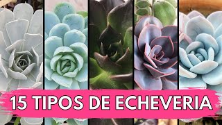 15 Tipos de ECHEVERIA 💜 [upl. by Eeima]