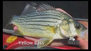 Iowa Great Lakes Fishing Guides JTG Expeditions Intro to Yellow Bass [upl. by Yearwood]