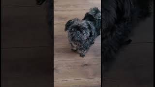 AFFENPINSCHER 101 UNDER 60 SECONDS [upl. by Amaral]