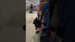 Promdi puppy Celene goes to Manila  2 pomeranian blackpomeranian manila strawberry [upl. by Ede663]