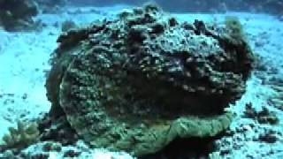 Stonefish swimming [upl. by Juana]