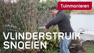 Vlinderstruik Buddleja snoeien hoe doe je dat  Tuinmanieren [upl. by Pacien]