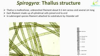 Spirogyra Algae structureOccurence of SpirogyraSpirogyra Cell structureSpirogyra thallus [upl. by Budding]