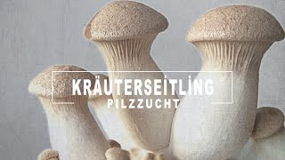 Wie züchtet man Kräuterseitlinge  König Austernpilze in Fruchtbeuteln  Pilze züchten zu Hause [upl. by Alcot]