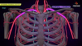 Internal thoracic Artery  Animated Anatomy [upl. by Gisser]