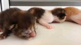 2 days old new born kittens [upl. by Nevuer]