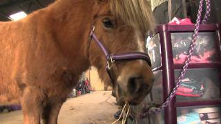 Sammay the Shetland pony and Kacey form special bond [upl. by Tilagram]