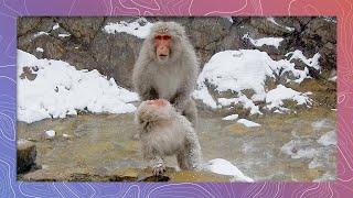 Snow Monkey Sentō Bath House [upl. by Oswald627]