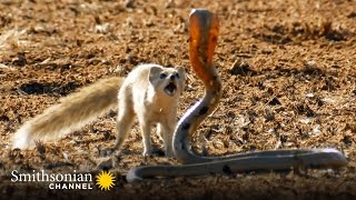 10 Craziest Animal Fights in the Animal Kingdom 🐍 Lions Hippos Cobras  Smithsonian Channel [upl. by Sadnalor]