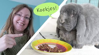 LIJNZAADKOEKJES zelf maken voor je konijn  Gezonde koekjes voor de rui [upl. by Zwiebel]