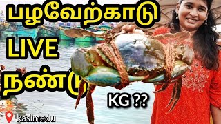 Pazhaverkadu Crab LIVE  Kasimedu Fish Market [upl. by Borg581]