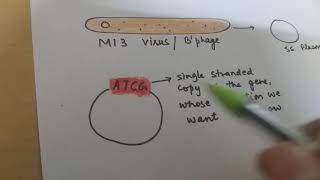 Site directed mutagenesis [upl. by Atirahs387]