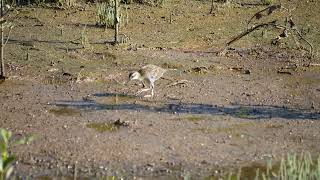 Juvenile BuffBanded Rail feeding 23 20240121 [upl. by Rey258]