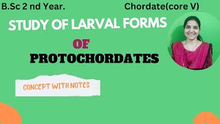 Study Of larval forms of Protochordates BSc 2nd YearTornaria levaTadpole larvaprotochordates [upl. by Ahsaeit]