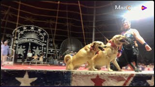 Exclusive Circus Feets  3 of The Great Bombay Circus in Hyderabad  Mazicclicks [upl. by Kohl]