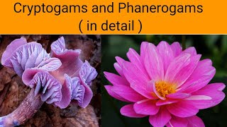 Cryptogams and Phanerogams  in detail   Classification of Plants [upl. by Mascia508]