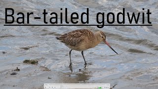 Bartailed godwit Rosse Grutto  9 oct [upl. by Nitas]