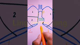 lingula of lung [upl. by Davies]