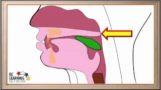 WCLN  The Pharynx and the Esophagus  Biology [upl. by Gnos]