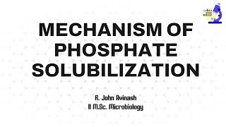 Mechanism of Phosphate Solubilization  Microbial Inoculant Technology  Avis Micro World [upl. by Thisbee]