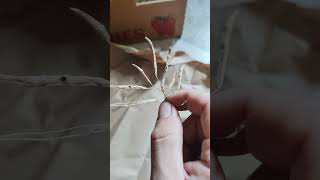 Extracting Broccoli Seeds from Their Pods seedsaver [upl. by Wymore]