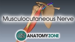 Musculocutaneous Nerve  3D Anatomy Tutorial [upl. by Letnuhs]