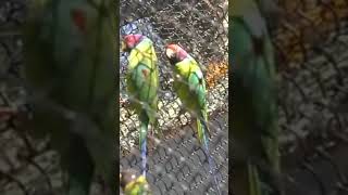 youtubeshort plum headed Parakeet Bird pair in Karanatak zoo [upl. by Ylreveb]