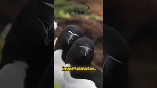 Razorbill 🐦 animals birds nature explore wonderful world mashaallah shorts [upl. by Anisor]