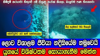 ලොව විශාලතම ජීවියා හදිසියේම හමුවෙයි Scientists Found The Largest Coral Reef [upl. by Croydon647]