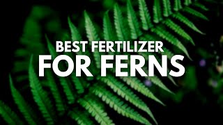 Best Fertilizer for Ferns  Wow Look at that Spread [upl. by Anwahsak]