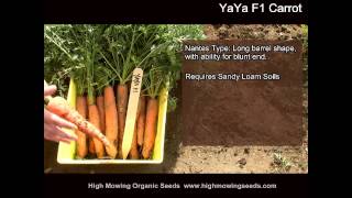 YaYa F1 Carrot [upl. by Zakaria]