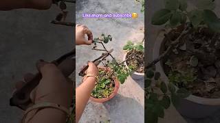 quotWant a bushier rose plant 🌹✨ Heres how to prune for maximum blooms ✂️🌿 GardeningHacks Pruningquot [upl. by Strephonn90]