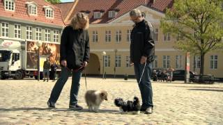 Dansk Kennel Klub  Når hunden er bange for mennesker eller hunde [upl. by Durant]