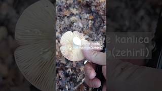 Sahte Kanlıca Mantarızehirli nature mountains fungi mushroom doğa fungus mantar geziorman [upl. by Lytle934]