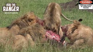 Two Unrelated Nomadic Lion Coalitions Share A Buffalo Meal  Maasai Mara Safari  Zebra Plains [upl. by Yklam]