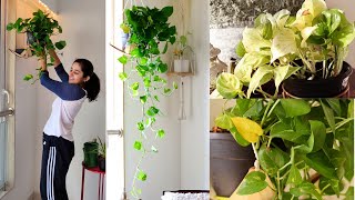 My Secret to Bushy and Longer Money Plant Pothos [upl. by Karlens]