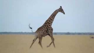 Running Giraffe in Botswana [upl. by Larrej334]